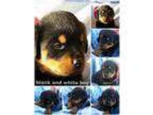 Rottweiler Puppy for sale in Thomas, OK, USA
