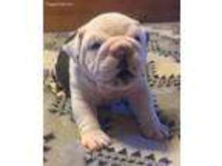Bulldog Puppy for sale in Bonham, TX, USA