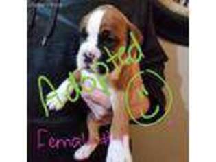 Boxer Puppy for sale in Poplar Bluff, MO, USA