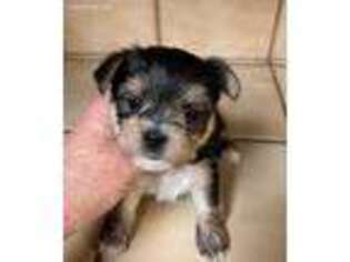Biewer Terrier Puppy for sale in Buhl, ID, USA