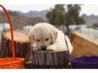 Golden Retriever Puppy for sale in Earp, CA, USA