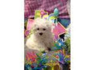 Maltese Puppy for sale in Humble, TX, USA