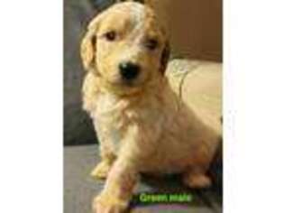 Goldendoodle Puppy for sale in Ball Ground, GA, USA