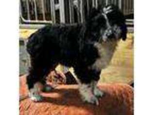 Mutt Puppy for sale in Warsaw, NY, USA