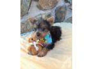 Yorkshire Terrier Puppy for sale in SPRING VALLEY, CA, USA
