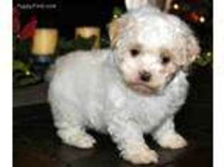 Shih-Poo Puppy for sale in Lancaster, MO, USA