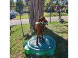 Irish Setter Puppy for sale in Poquoson, VA, USA
