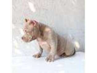 Mutt Puppy for sale in Richmond, CA, USA
