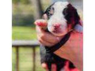 Bernese Mountain Dog Puppy for sale in East Greenbush, NY, USA