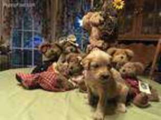 Goldendoodle Puppy for sale in Gore, VA, USA