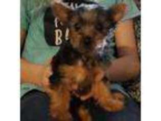 Yorkshire Terrier Puppy for sale in Mooresville, NC, USA