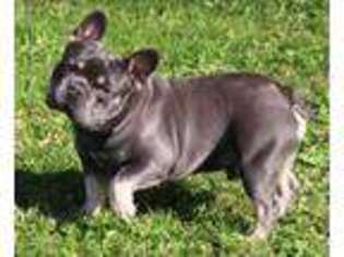 French Bulldog Puppy for sale in Glencoe, MN, USA