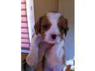 Cavalier King Charles Spaniel Puppy for sale in MORGAN HILL, CA, USA