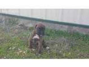 Boxer Puppy for sale in Tallassee, AL, USA