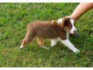 Australian Shepherd Puppy for sale in Jefferson City, TN, USA