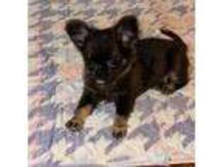 Chihuahua Puppy for sale in Newark, OH, USA