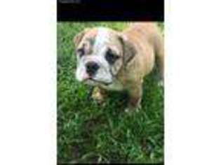 Bulldog Puppy for sale in Branson, MO, USA