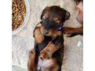 Dachshund Puppy for sale in Mansfield, MA, USA