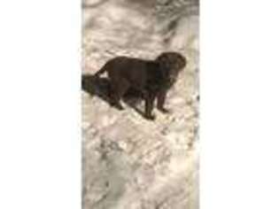 Labrador Retriever Puppy for sale in Port Crane, NY, USA