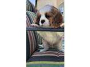 Cavalier King Charles Spaniel Puppy for sale in Menifee, CA, USA