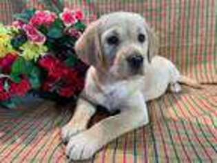 Labrador Retriever Puppy for sale in Farmersville, TX, USA