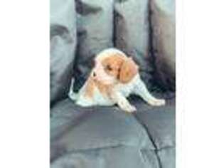 Cavalier King Charles Spaniel Puppy for sale in Coushatta, LA, USA