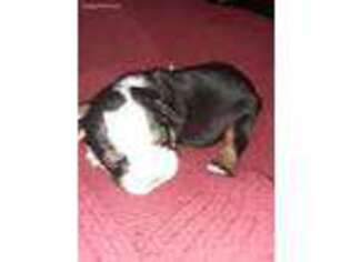 Olde English Bulldogge Puppy for sale in Southgate, MI, USA