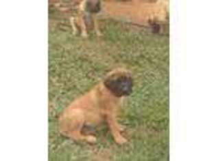 Mastiff Puppy for sale in State Road, NC, USA