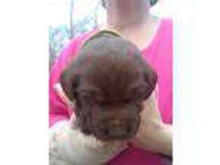 Labrador Retriever Puppy for sale in Waynesboro, VA, USA