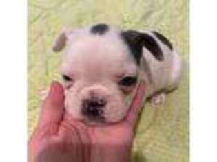 French Bulldog Puppy for sale in Springfield, VA, USA