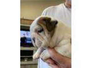 Bulldog Puppy for sale in Jamestown, TN, USA
