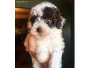 Poovanese Puppy for sale in Keystone, IN, USA