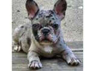 French Bulldog Puppy for sale in Freeman, MO, USA