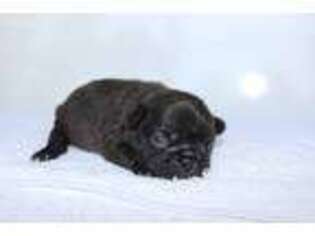 French Bulldog Puppy for sale in Sterling Heights, MI, USA