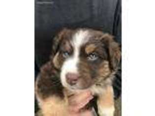 Australian Shepherd Puppy for sale in Dundee, OR, USA