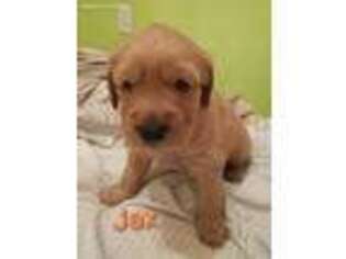 Golden Retriever Puppy for sale in Holcomb, KS, USA