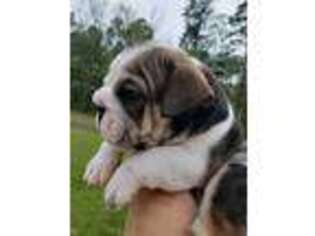 Bulldog Puppy for sale in Walterboro, SC, USA