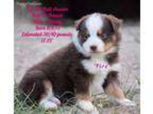 Miniature Australian Shepherd Puppy for sale in Cheyenne, WY, USA