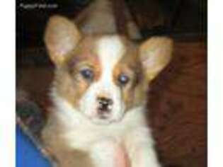 Pembroke Welsh Corgi Puppy for sale in Amboy, WA, USA