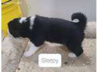 Australian Shepherd Puppy for sale in Ashville, NY, USA