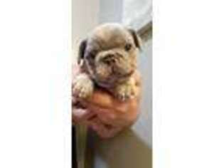French Bulldog Puppy for sale in Central Falls, RI, USA