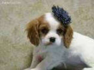 Cavalier King Charles Spaniel Puppy for sale in Westphalia, KS, USA
