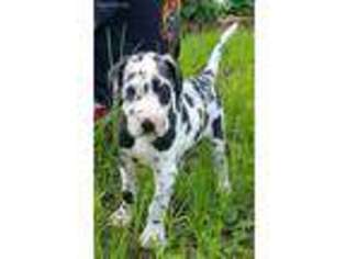 Great Dane Puppy for sale in Henderson, TX, USA