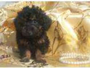 Mutt Puppy for sale in Muncie, IN, USA