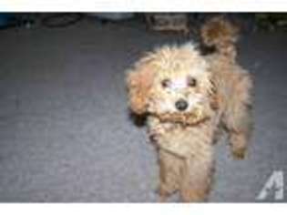Mutt Puppy for sale in HOPKINTON, MA, USA