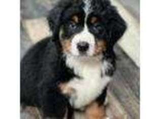 Bernese Mountain Dog Puppy for sale in Phelan, CA, USA