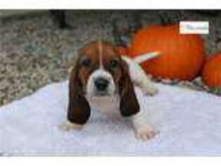 Basset Hound Puppy for sale in Fort Wayne, IN, USA
