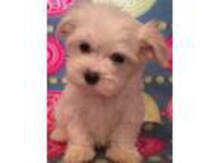 Maltese Puppy for sale in Lebanon, MO, USA