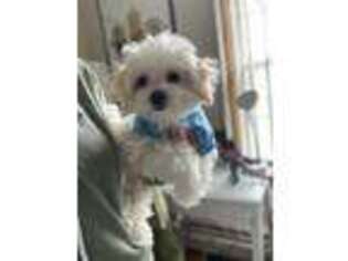 Maltese Puppy for sale in Springfield, MA, USA