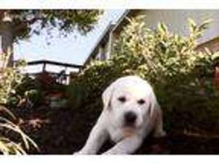 Labrador Retriever Puppy for sale in Lawton, OK, USA